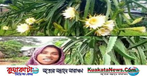 গলাচিপায় ‘ড্রাগন’ চাষ করে চমকে দিলেন ছালমা খান