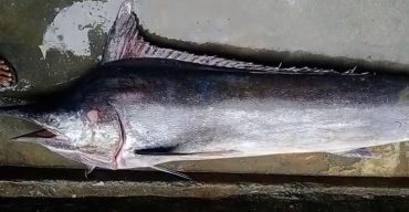 বঙ্গোপসাগরে একের পর এক ধরা পড়ছে বিরল প্রজাতির মাছ