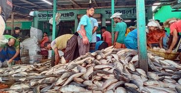 অবশেষে জেলেদের জালে দেখা মিলেছে রুপালী ইলিশ