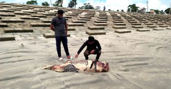 ১২ঘন্টার ব্যবধানে কুয়াকাটার সৈকতে আরো একটি মৃত ডলফিন