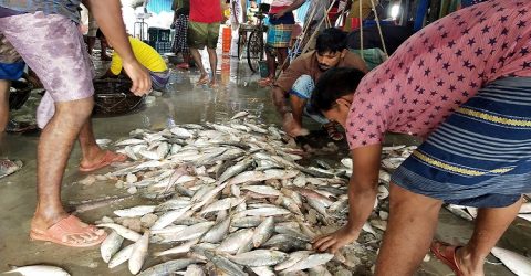 বঙ্গোপসাগরে জেলেদের জালে দেখা মিলছেনা রুপালী ইলিশ