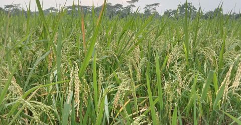 দশমিনায় আউশ ধানের বাম্পার ফলন