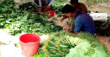 গলাচিপায় পান চাষে বাম্পার ফলন, দাম পাচ্ছেনা চাষি