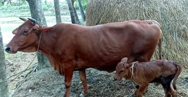 কলাপাড়ায় গরুর খামার থেকে বাচ্চাসহ গাভী চুরি