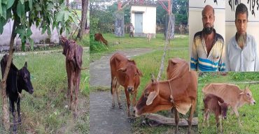 কলাপাড়ায় গরু চোর সিন্ডিকেটের দুই সদস্য গ্রেফতার: ১০টি চোরাই গরু জব্দ