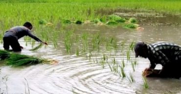 গলাচিপায় ব্যস্ত সময় পার করছে আমন চাষিরা