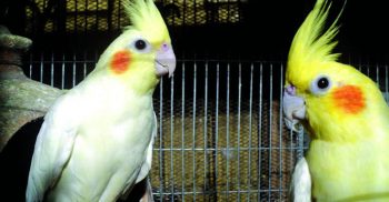 শার্শায় ৮টি কাকাতুয়া পাখি আটক