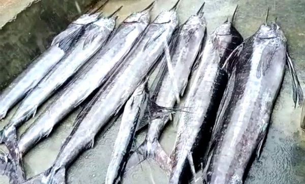 কুয়াকাটায় বঙ্গোপসাগরে ধরা পড়েছে বিরল প্রজাতির পাখি মাছ