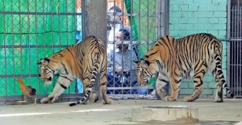 সাড়ে চার মাস পর খুলল জাতীয় চিড়িয়াখানা