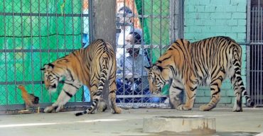 সাড়ে চার মাস পর খুলল জাতীয় চিড়িয়াখানা