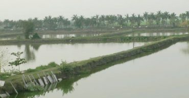 মাসের পর মাস লোকসান গুনতে হচ্ছে ঝিনাইদহের মৎস্য চাষীদের!