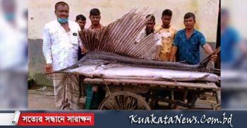 গলাচিপা বাজারে ৫৫ কেজি ওজনের গোলপাতা মাছ