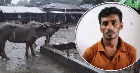 পটুয়াখালীর গলাচিপায় গরু চোর গ্রেফতার