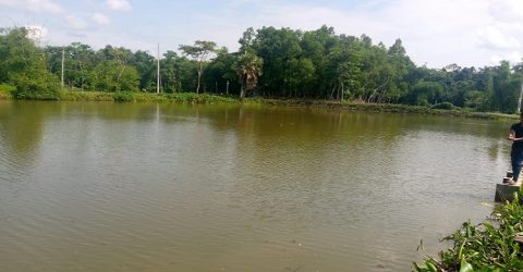 কুলাউড়ায় ফিসারীর মাছ লুঠ করার অভিযোগ