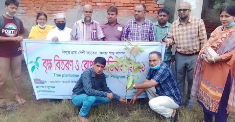 ছায়াবৃক্ষের দেশি জাতের গাছের চারা রোপন