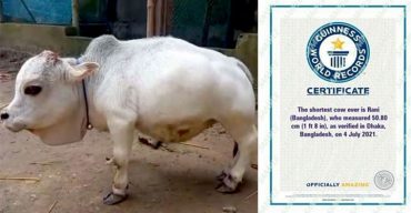 গিনেস বুকে বিশ্বের সবচাইতে ছোট গরুর স্বীকৃতি পেল সেই রানি