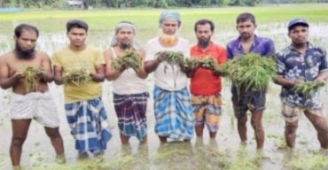 গলাচিপায় অতিরিক্ত বৃষ্টিপাতে আমন ধানের বীজতলা পঁচে যাওয়ায় কৃষকের কান্না