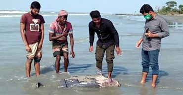 কুয়াকাটার সৈকতে ভেসে এলো আবারও মৃত ডলফিন