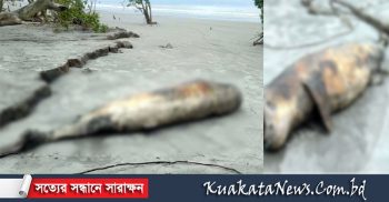 ১২ দিনের ব্যবধানে কুয়াকাটার সৈকতে আবারও মৃত ডলফিন