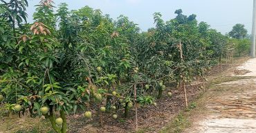 নওগাঁ’র গৌরমতি জাতের আম বাগান গড়ে তুলে আথিক ভাবে লাভবান হয়েছেন