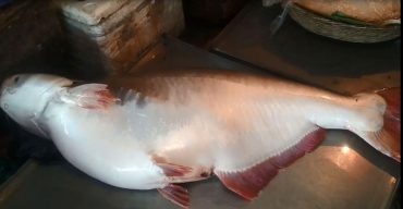 বরগুনার বিষখালী নদীতে ধরা পড়ল ২৫ কেজির পাঙ্গাস