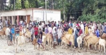 গলাচিপায় স্কুলের মাঠে গরুর হাট