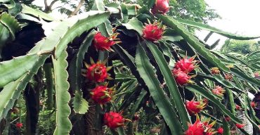 কলাপাড়ার অজোপাড়াগাঁয় ড্রাগন চাষে সফল