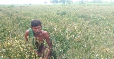 কালীগঞ্জে ১২ কাঠা জমির ধরন্ত মরিচ গাছ নষ্ট!