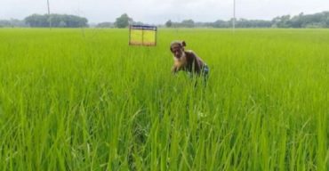 সবুজ ধানের মাঝে নিমজ্জিত কৃষকের সোনালী স্বপ্ন
