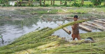 কালীগঞ্জে পাট পঁচাতে চলছে জলাশয় ভাড়া!