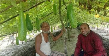 মাচা পদ্ধতিতে দশমিনায় লাউ চাষে লাভবান চাষী