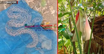 বেনাপোলে ভয়ংকর বিষধর রাসেল ভাইপা উদ্ধার