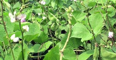 নওগাঁয় শীতকালীন শাকসব্জি বাজারে উঠতে শুরু করেছে