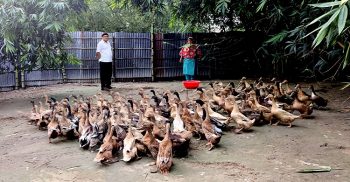 হাঁসের খামার গড়ে খানসামায় হামিদ-লতিফা দম্পতির ভাগ্য বদল