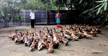 হাঁসের খামার গড়ে খানসামায় হামিদ-লতিফা দম্পতির ভাগ্য বদল