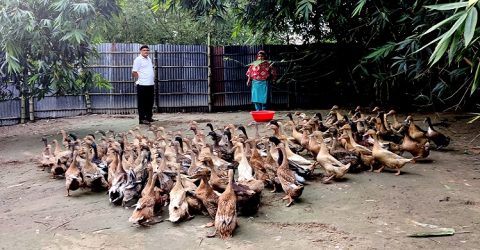 হাঁসের খামার গড়ে খানসামায় হামিদ-লতিফা দম্পতির ভাগ্য বদল