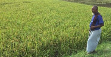 ব্রাহ্মণবাড়িয়ার আখাউড়া উপজেলায় আমনে স্বপ্ন বুনছেন কৃষকরা