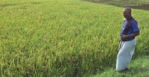 ব্রাহ্মণবাড়িয়ার আখাউড়া উপজেলায় আমনে স্বপ্ন বুনছেন কৃষকরা