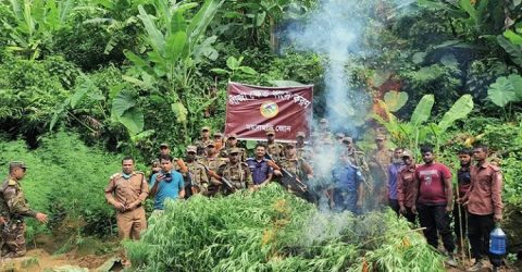 খাগড়াছড়িতে পাহাড়ে ৩০০ বিঘা গাঁজা খেত ধ্বংস করল সেনাবাহিনী