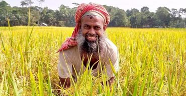 ধীরে ধীরে সোনালী হয়ে উঠছে ধানের শীষ: কৃষকরা প্রস্তুতি নিচ্ছে ধান কাটার