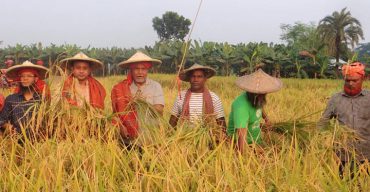 ঝিনাইদহে রোপা আমন ধানের হাইব্রীড ধানী গোল্ড ধানের ফলন নির্ণয়ে নমুনা শস্য কর্তন