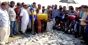 দেড় লাখ মিটার কারেন্ট জালসহ ৩০ মন জাটকা ইলিশ জব্দ