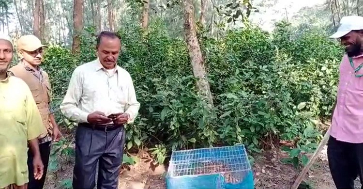 কলাপাড়ায় মেছো বাঘের সাবক জঙ্গলে অবমুক্ত