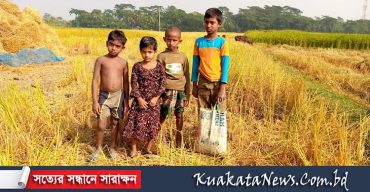 ধানক্ষেতে শিশু-কিশোররা খুঁজে বেড়াচ্ছে ইঁদুরের গর্ত