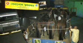 ভারতের ৬টি ঘোড়া বেনাপোল দিয়ে আমদানি করল বাংলাদেশ পুলিশ