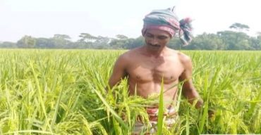 আমন ধানকে ঘিরে গলাচিপায় কৃষকের চোখ ভরা স্বপ্ন