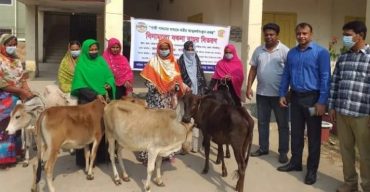 ঝিনাইদহে নারীদের আত্মকর্মসংস্থান বৃদ্ধির লক্ষ্যে বিনামুল্যে বকনা বাছুর বিতরণ
