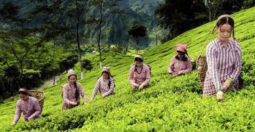 দেশে চা উৎপাদনে লক্ষ্যমাত্রা ছাড়ালো