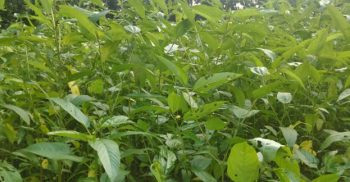 কালীগঞ্জে উচ্চ ফলনশীল জাতের রবি-১ জাতের পাট বীজ উৎপাদন করতে ঝুকছে কৃষকরা
