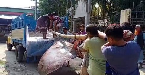 বঙ্গোপসাগরে জেলেদের জালে ধরা পড়েছে বিশাল আকৃতির শাপলাপাতা মাছ